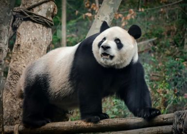 Почему из японских зоопарков могут исчезнуть панды?