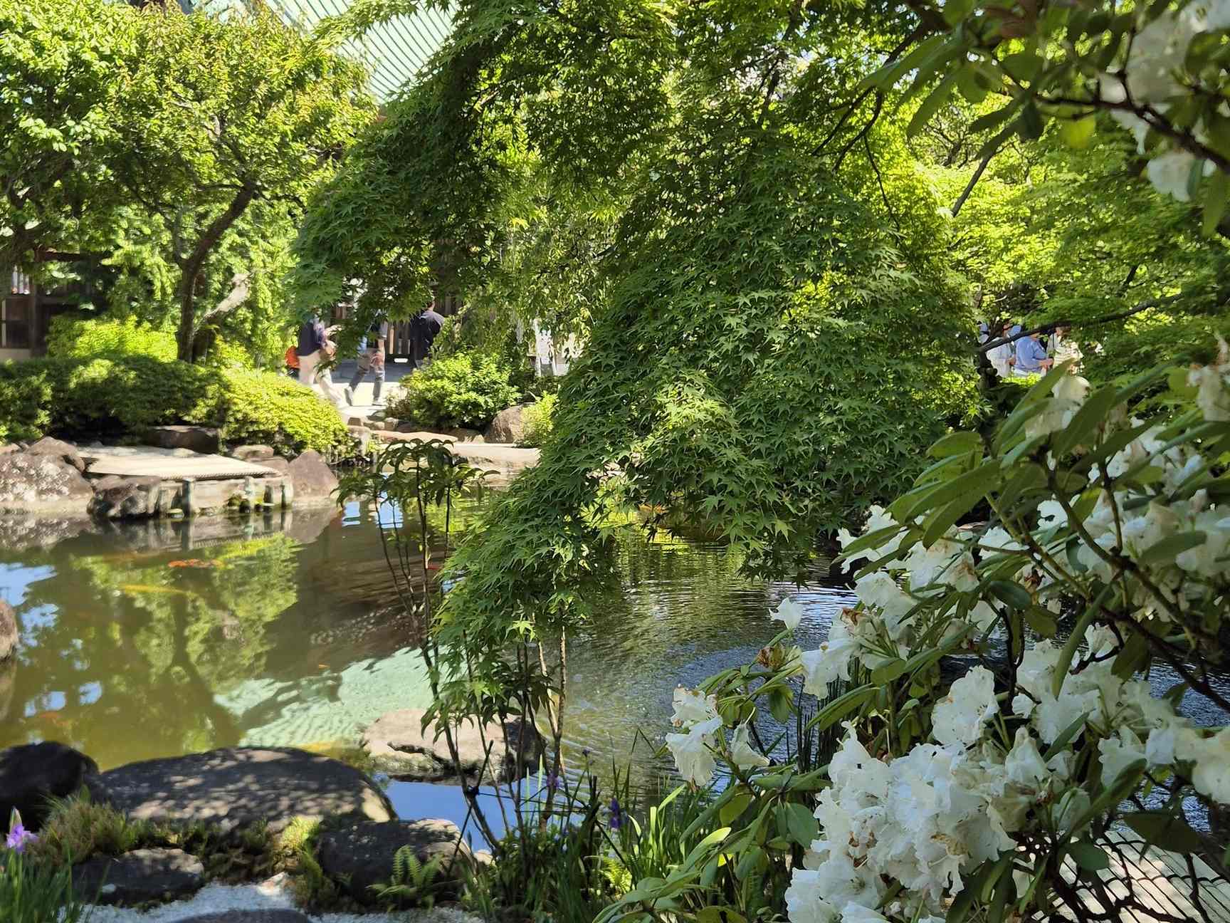 Японский сад с прудом, камнями и цветущими кустарниками, фото Caspi Tours