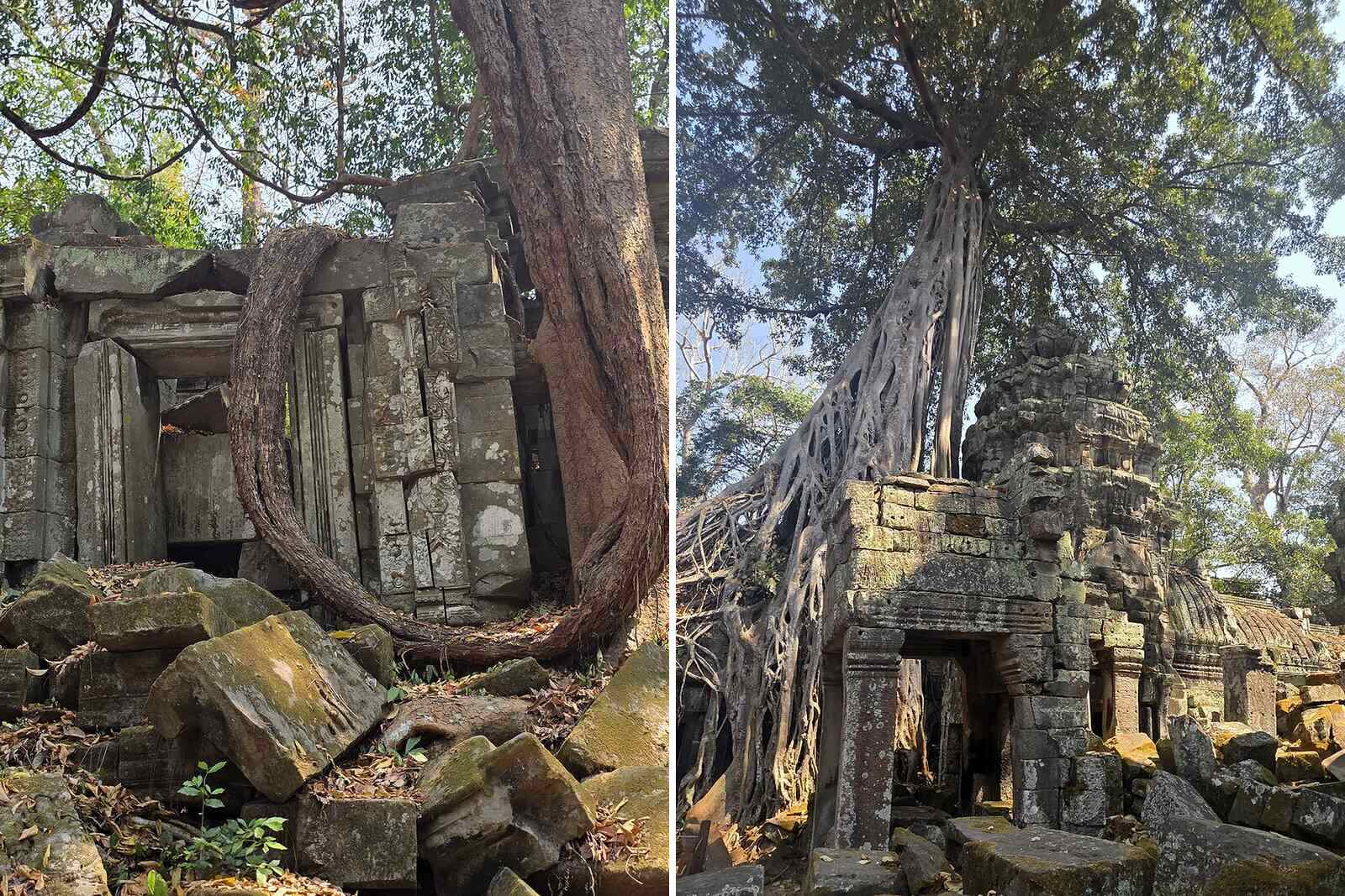 Корни деревьев среди руин храма Та-Пром в Ангкоре, фото Caspi Tours